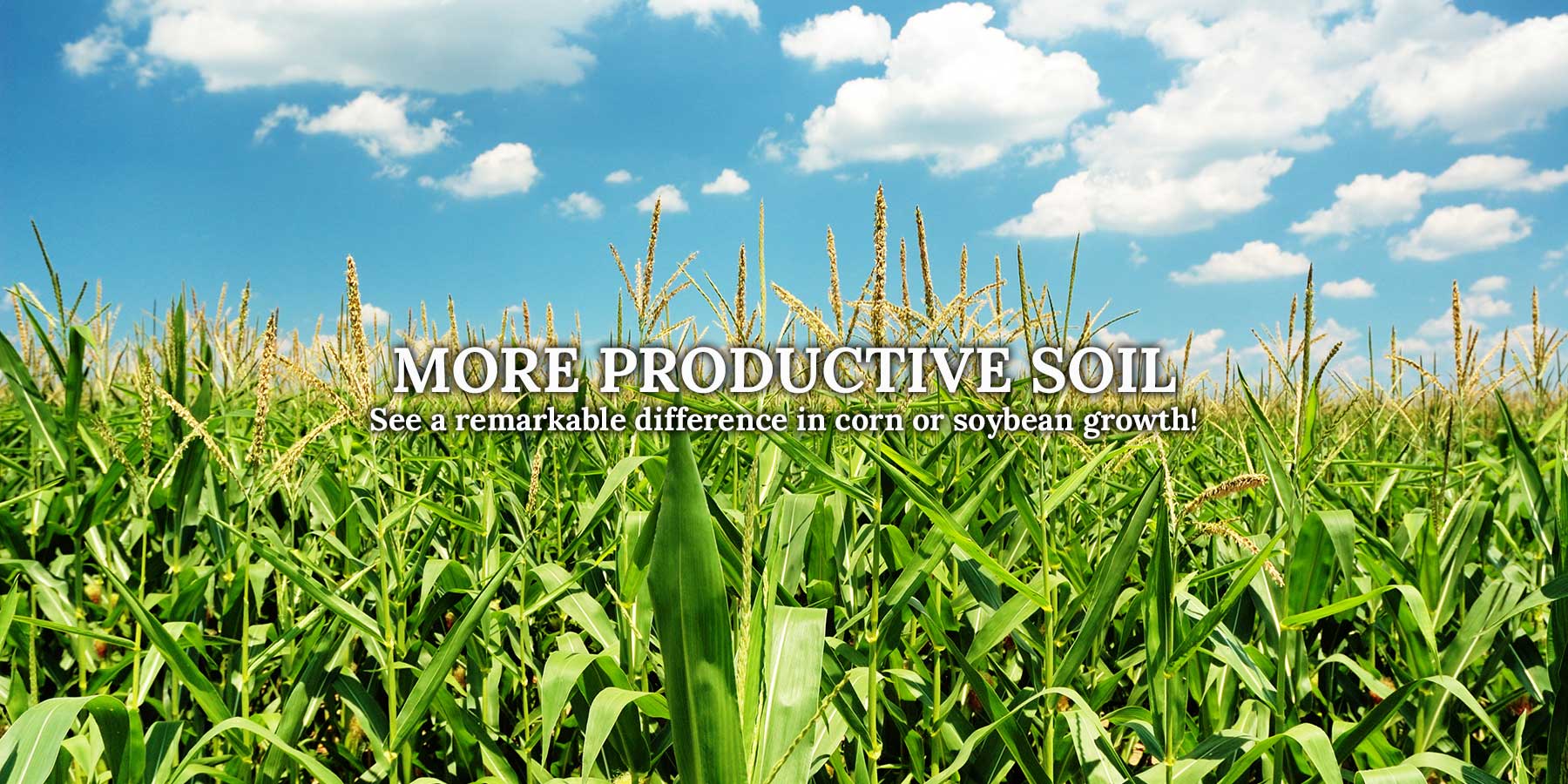 Organic Manure Compost